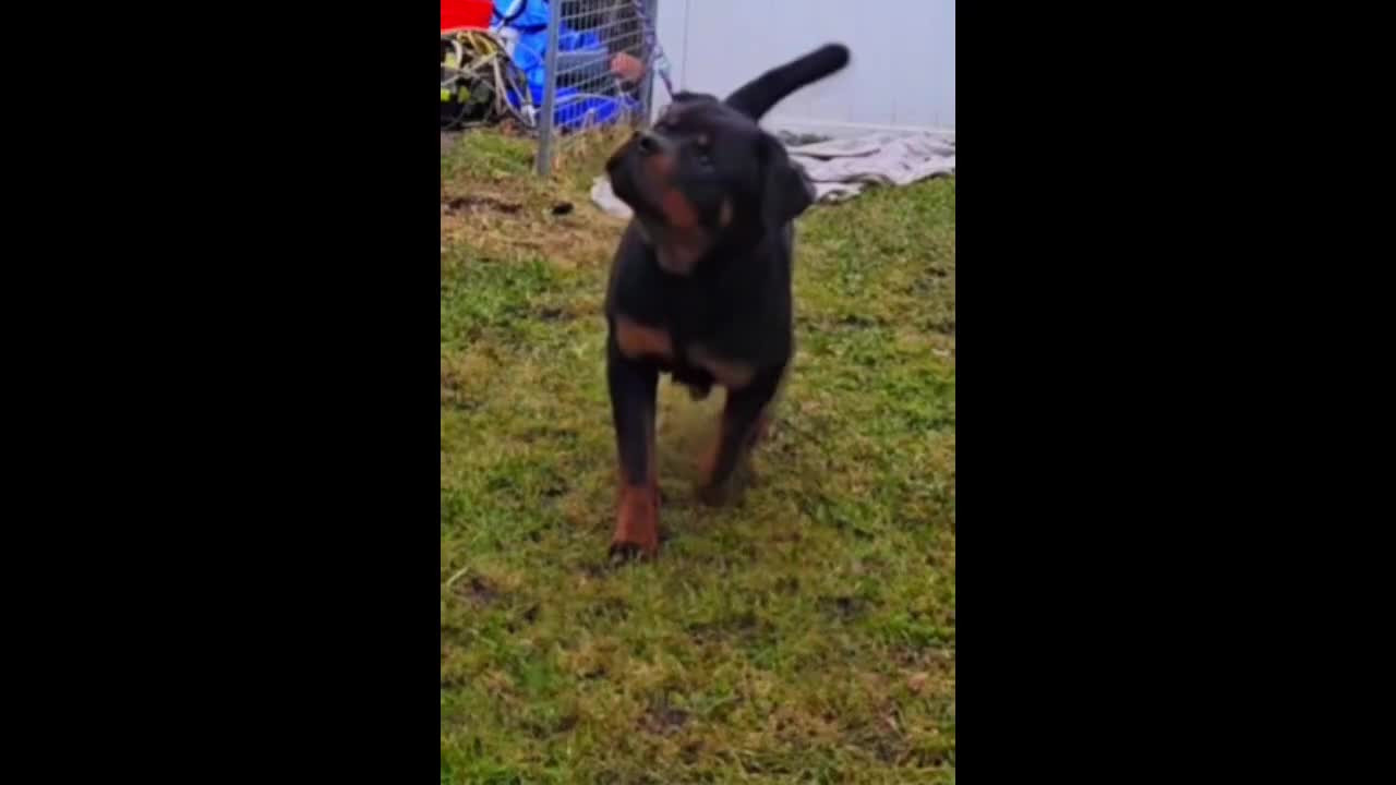 Rottweiler dogs for stud: DRONIQ - DONEY UNO - Video 1