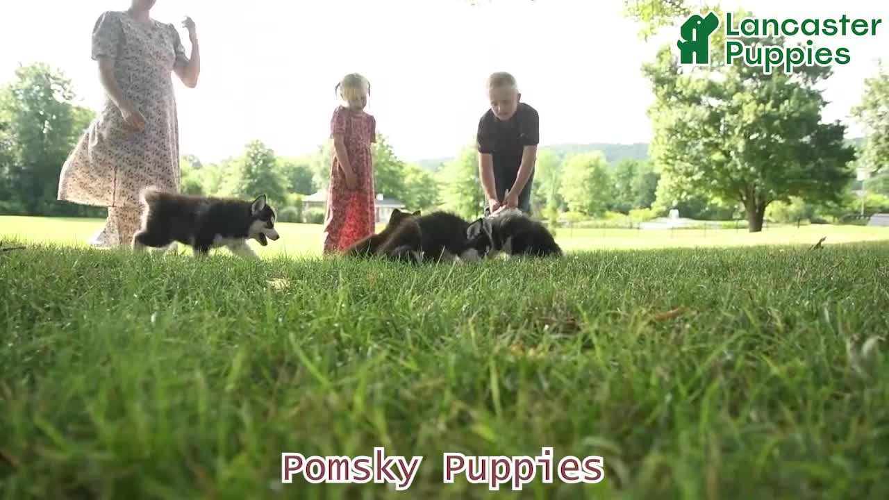 Pomsky dogs for sale: Ace - Video 1