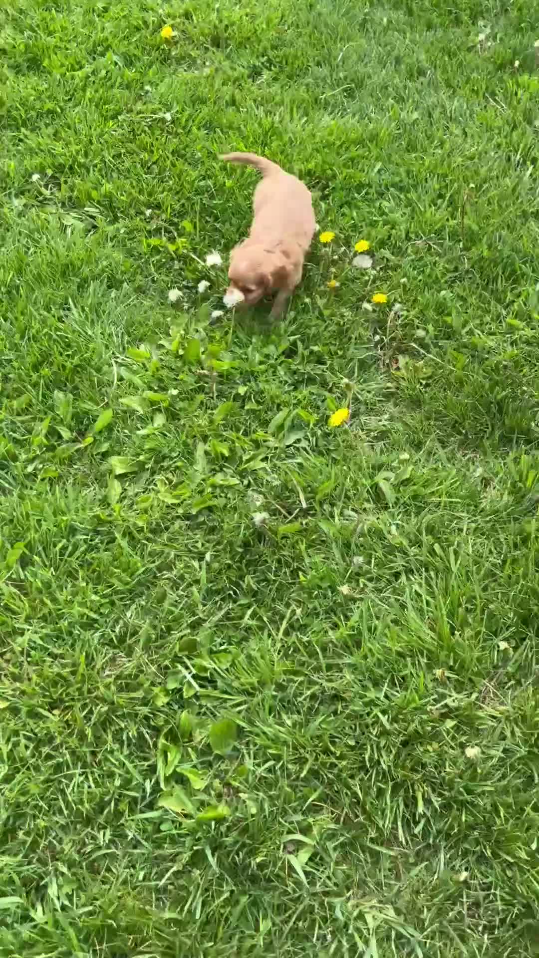 Cavapoo dogs for sale: Diesel - Video 1