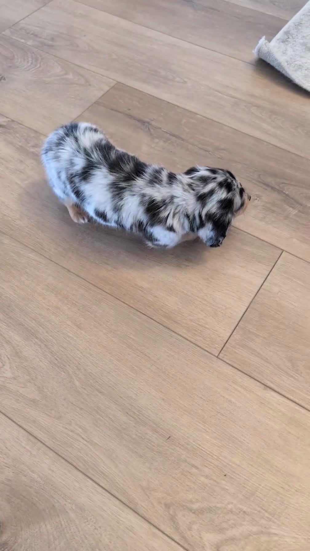 Miniature Dachshund dogs for sale: Lyla - Video 1