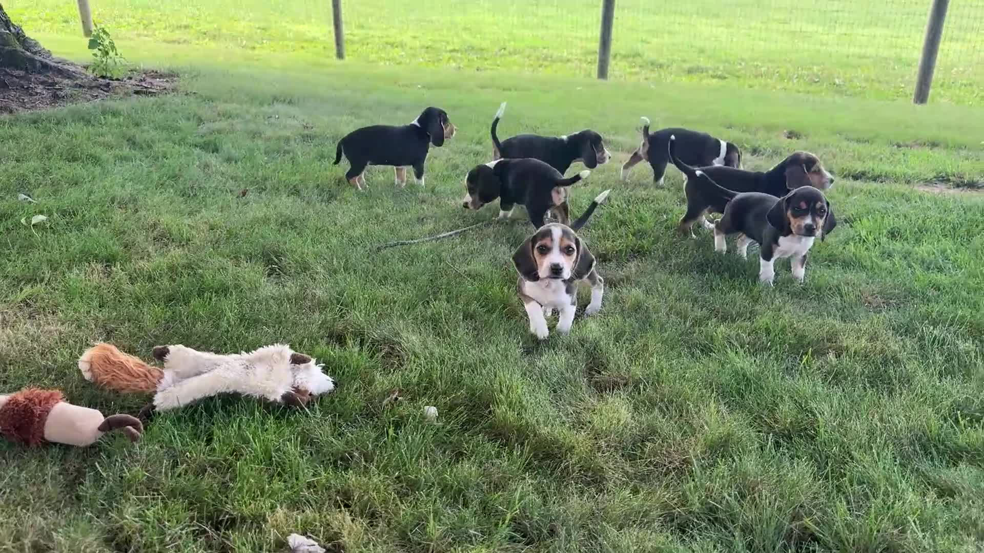 Beagle dogs for sale: Melody - Video 1