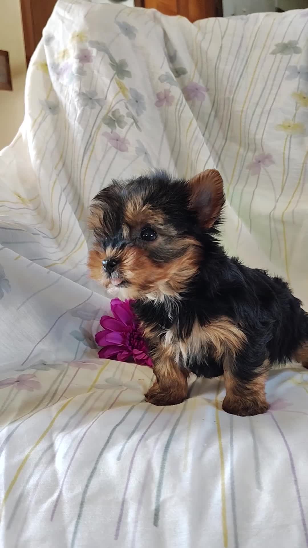 Yorkshire Terrier dogs for sale: Sage - Video 1