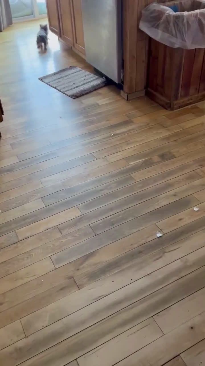 Yorkshire Terrier dogs for sale: Charlie - Video 1