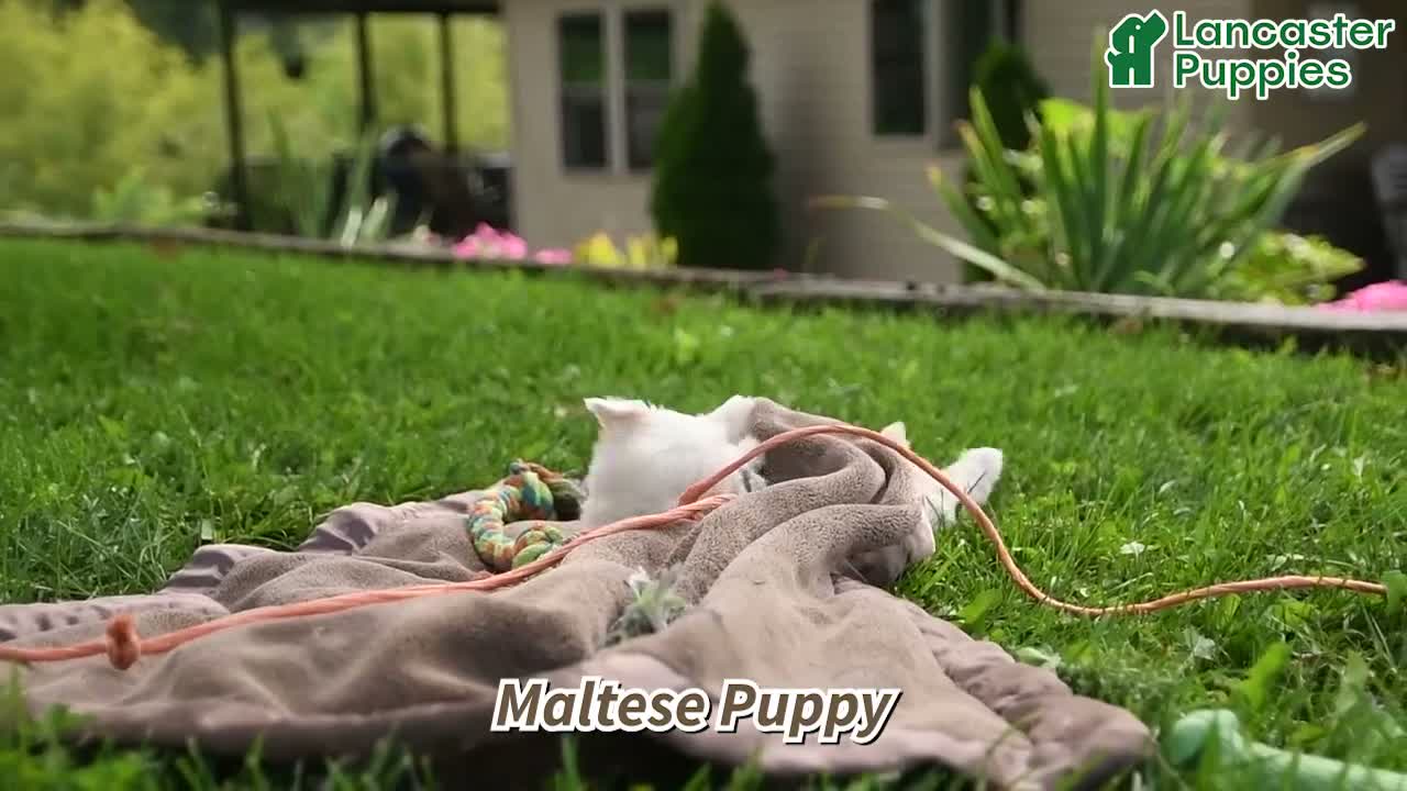 Maltese dogs for sale: Kieffer - Video 1