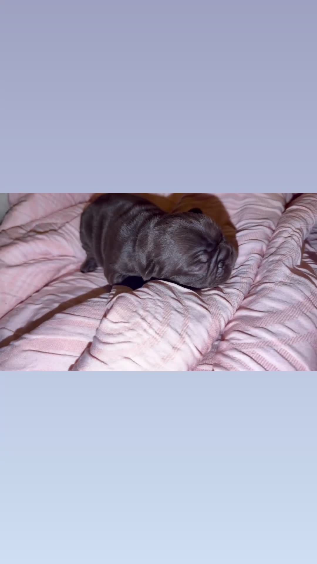 French Bulldog dogs for sale:  Puppy 6 - Video 2