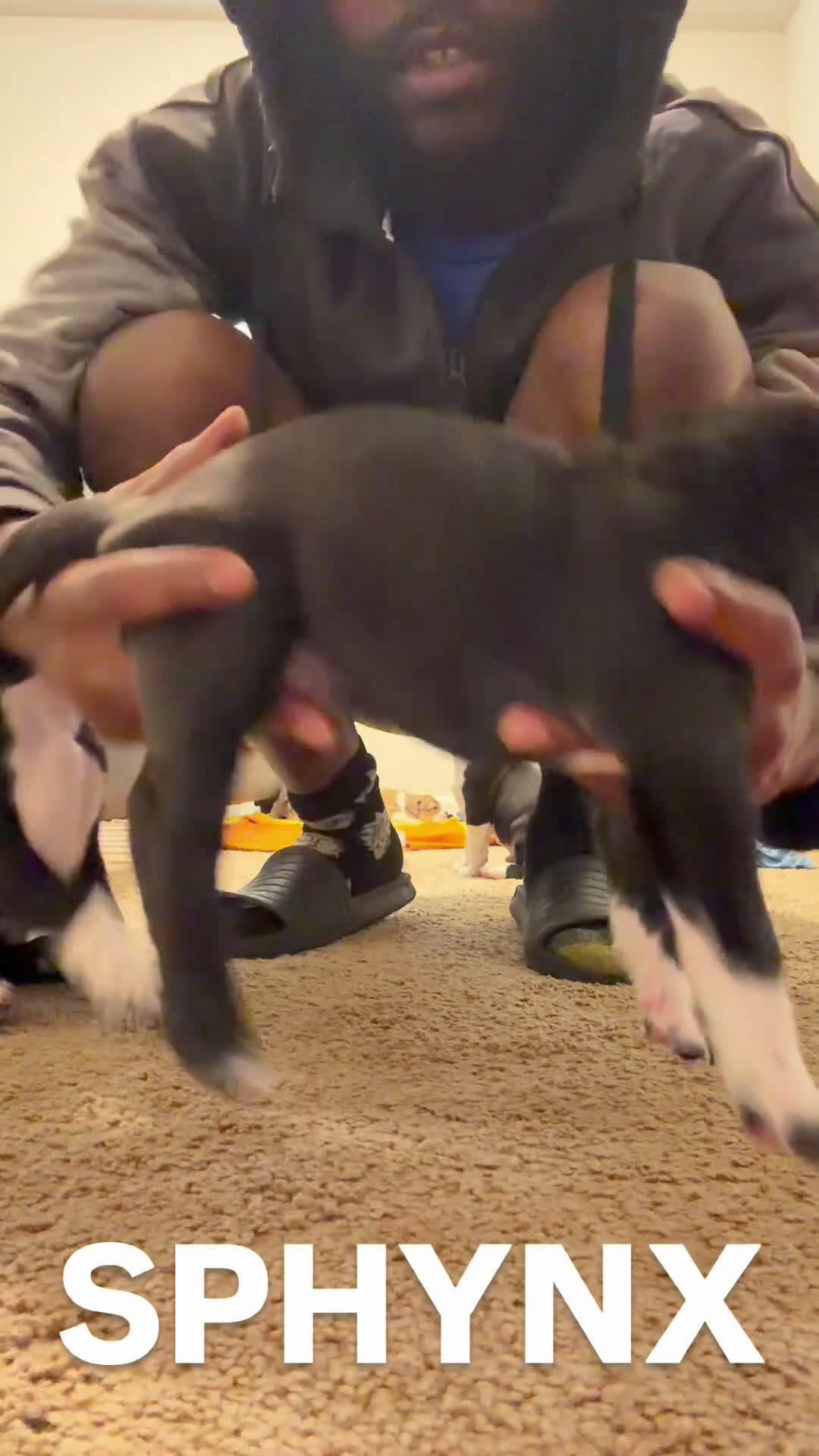 Mixed Breed dogs for sale: Mixed Breed Puppy 8 - Video 1