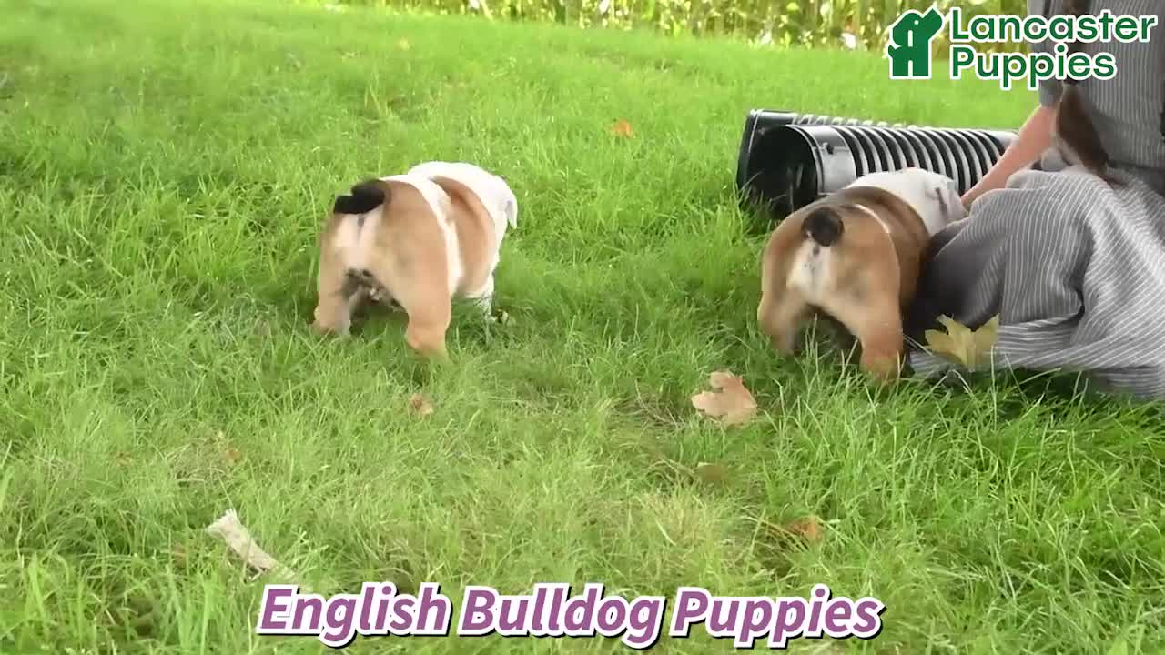 English Bulldog dogs for sale: Polly - Video 1
