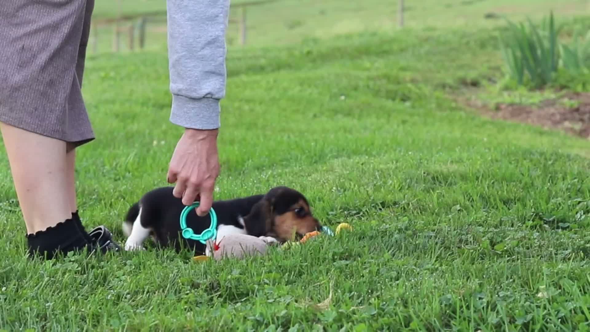 Beagle dogs for sale: Enzo - Video 3