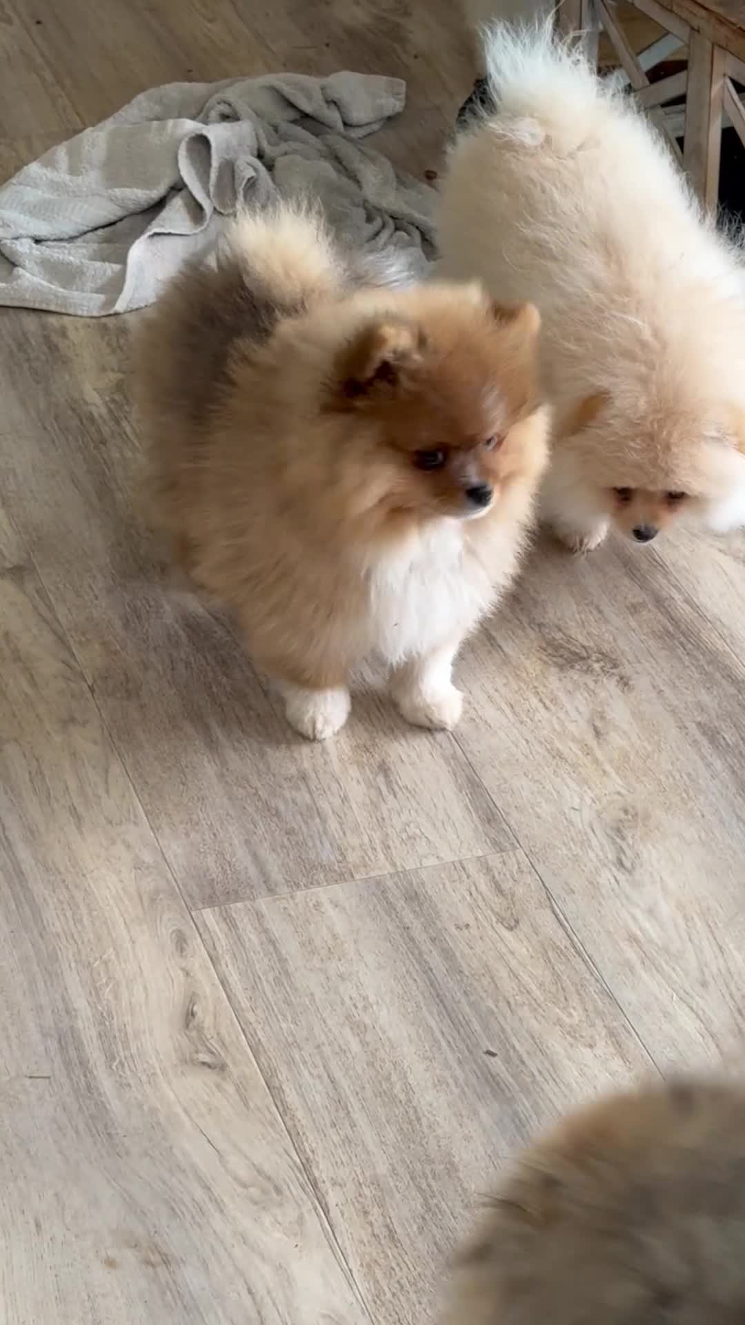 Pomeranian dogs for sale: AKC Red Teddy Pom  - Video 3
