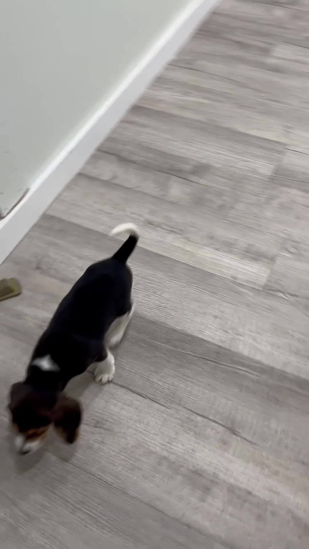 Beagle dogs for sale: Snickers - Video 1