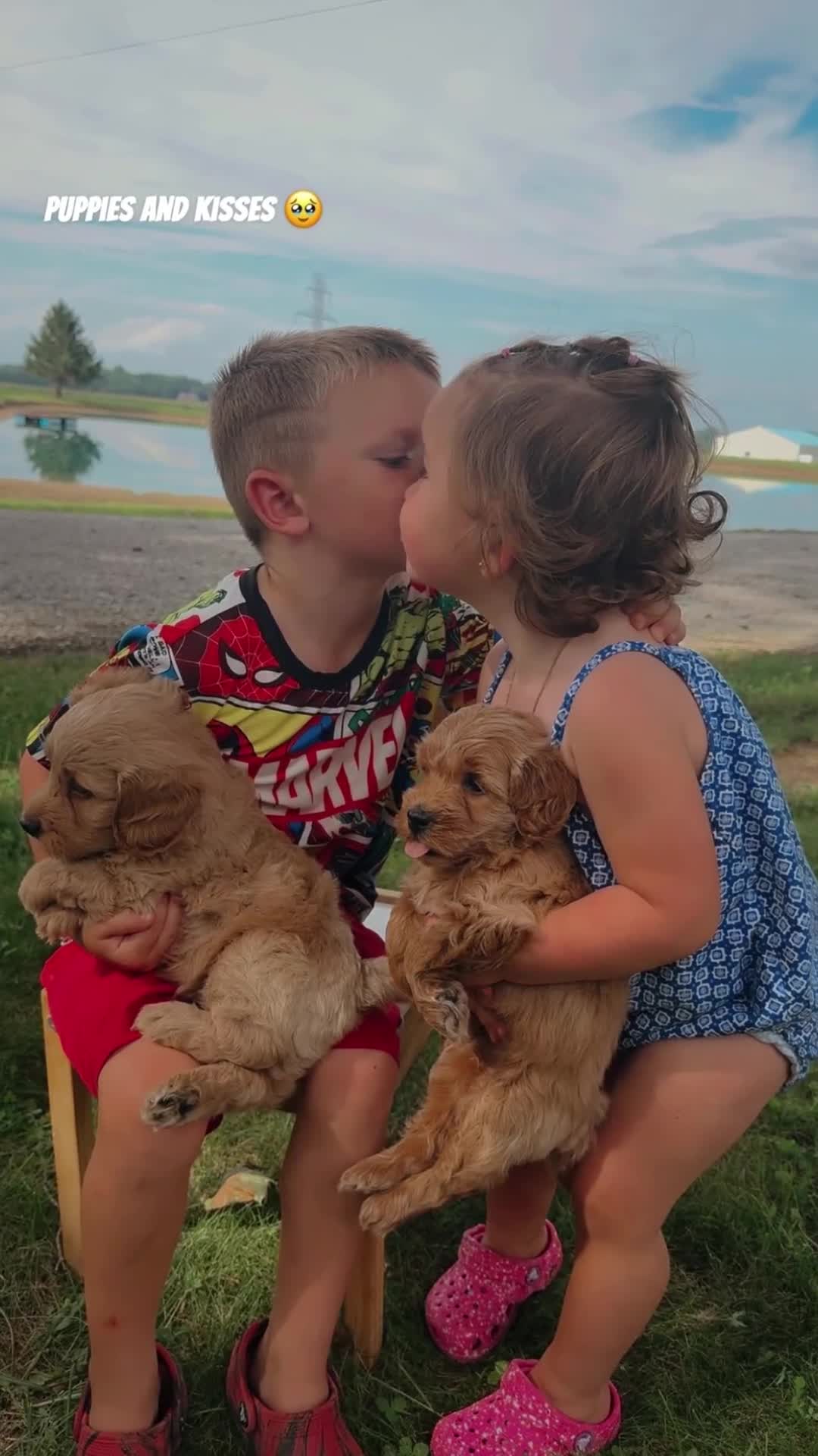 Mini Goldendoodle dogs for sale: Hudson - Mini Goldendoodle - Video 3