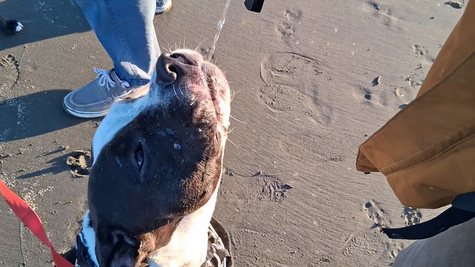 American Pit Bull Terrier dogs for sale: Taz - Video 5