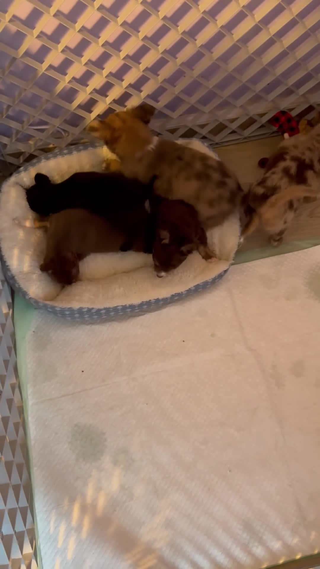 Chihuahua dogs for sale: Chihuahua 1 ready to go tomorrow  - Video 1