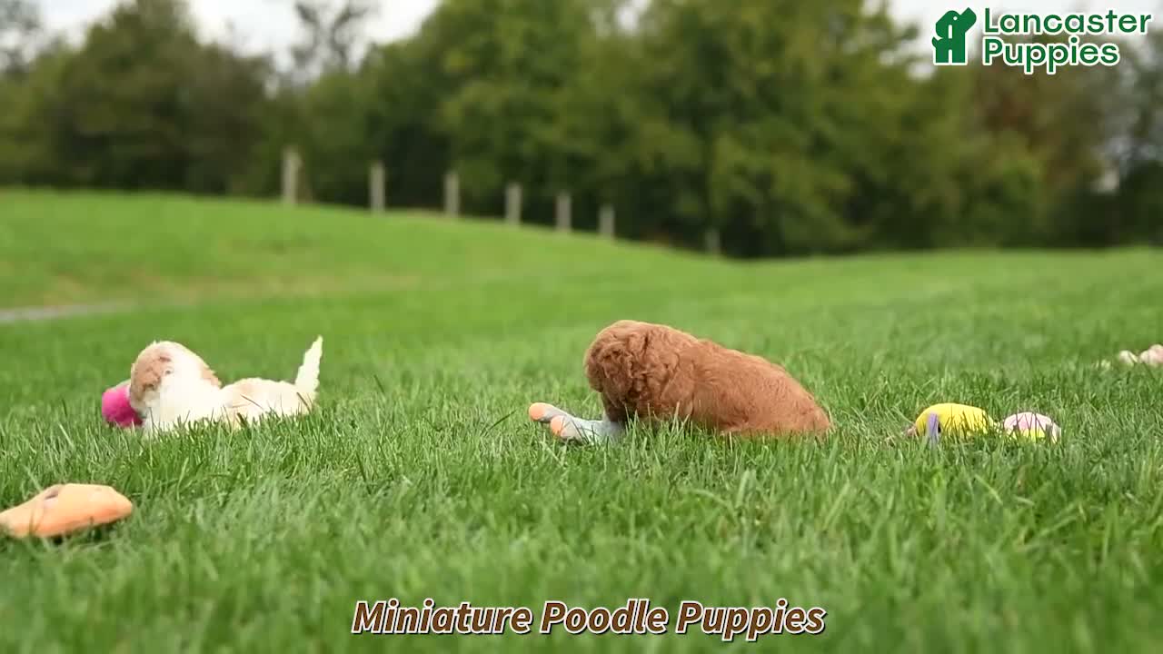 Miniature Poodle dogs for sale: Maya - Video 1