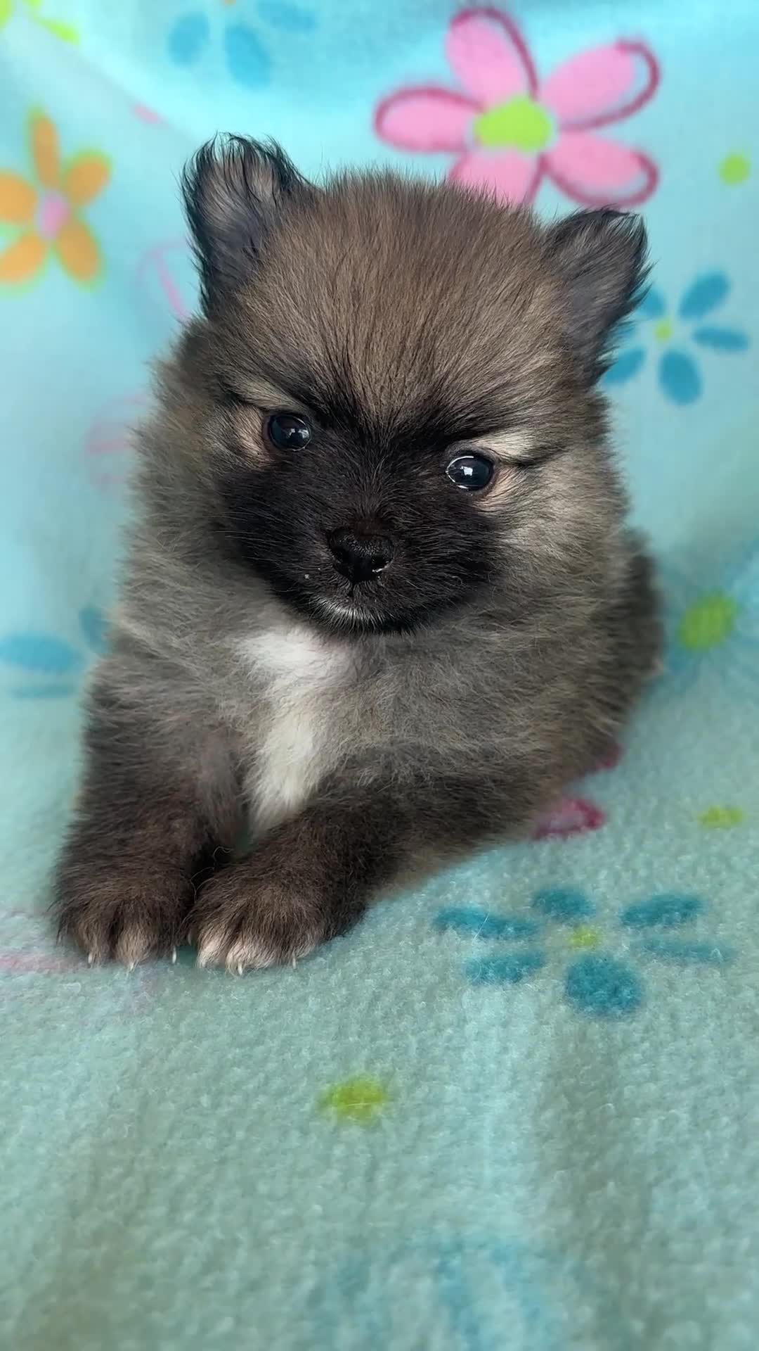 Pomeranian dogs for sale: Pomeranian 2 - Video 1