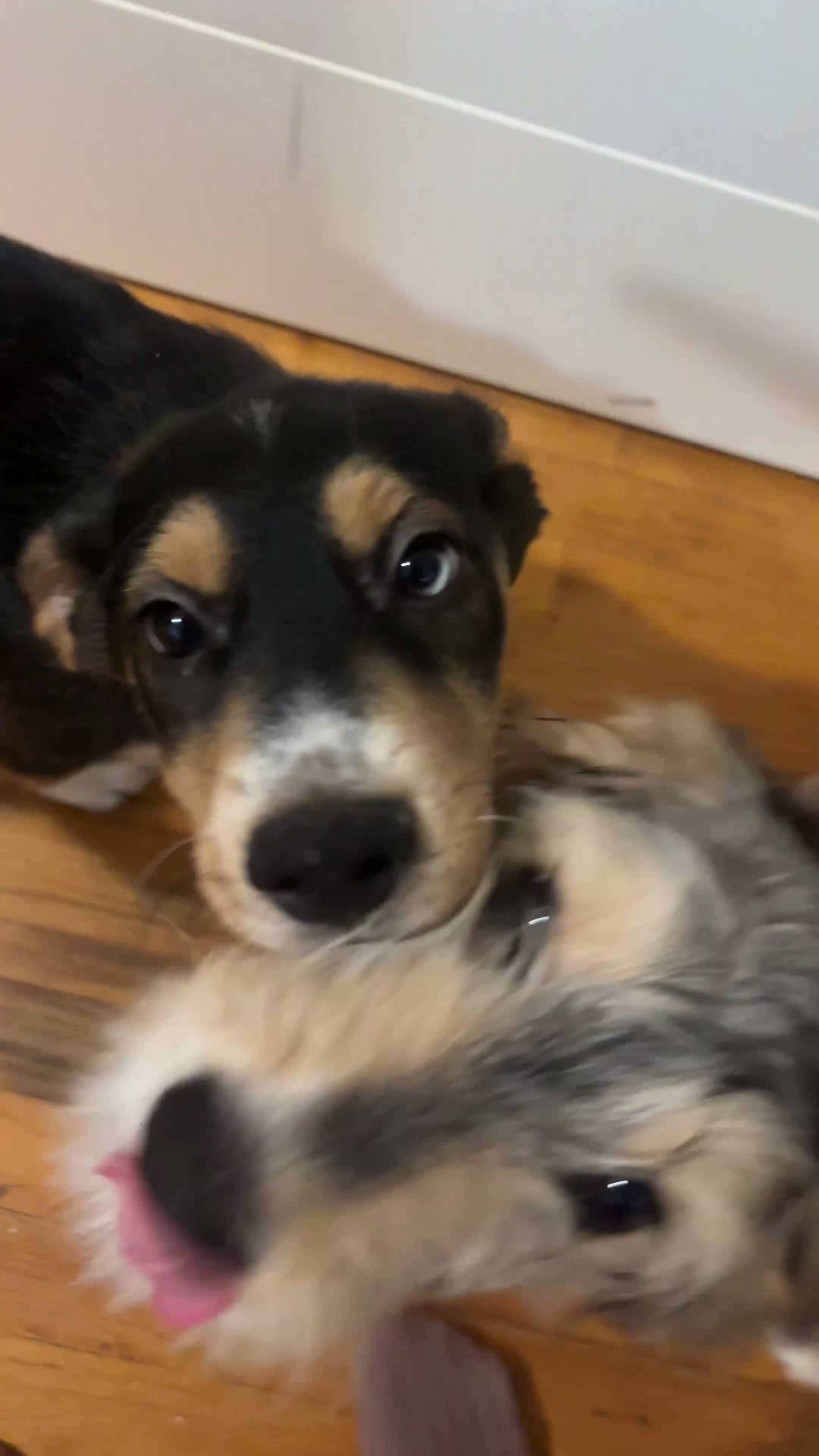Mixed Breed dogs for sale: Blue  - Video 1