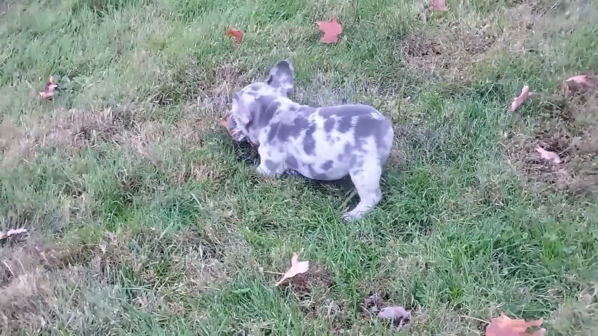 French Bulldog dogs for sale: Zoey - Video 1