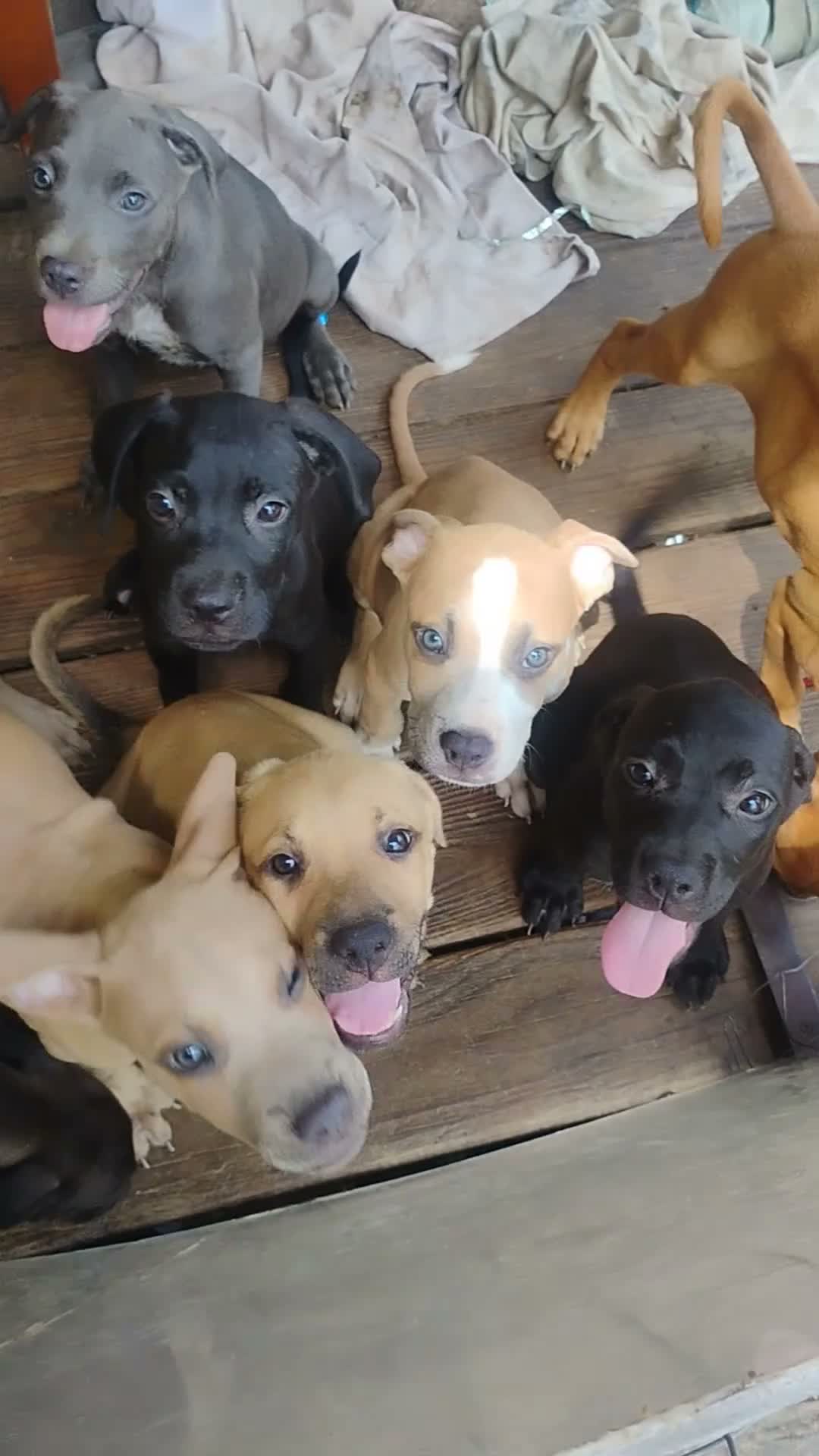 Mixed Breed dogs for sale: Mixed Breed 2 male - Video 1