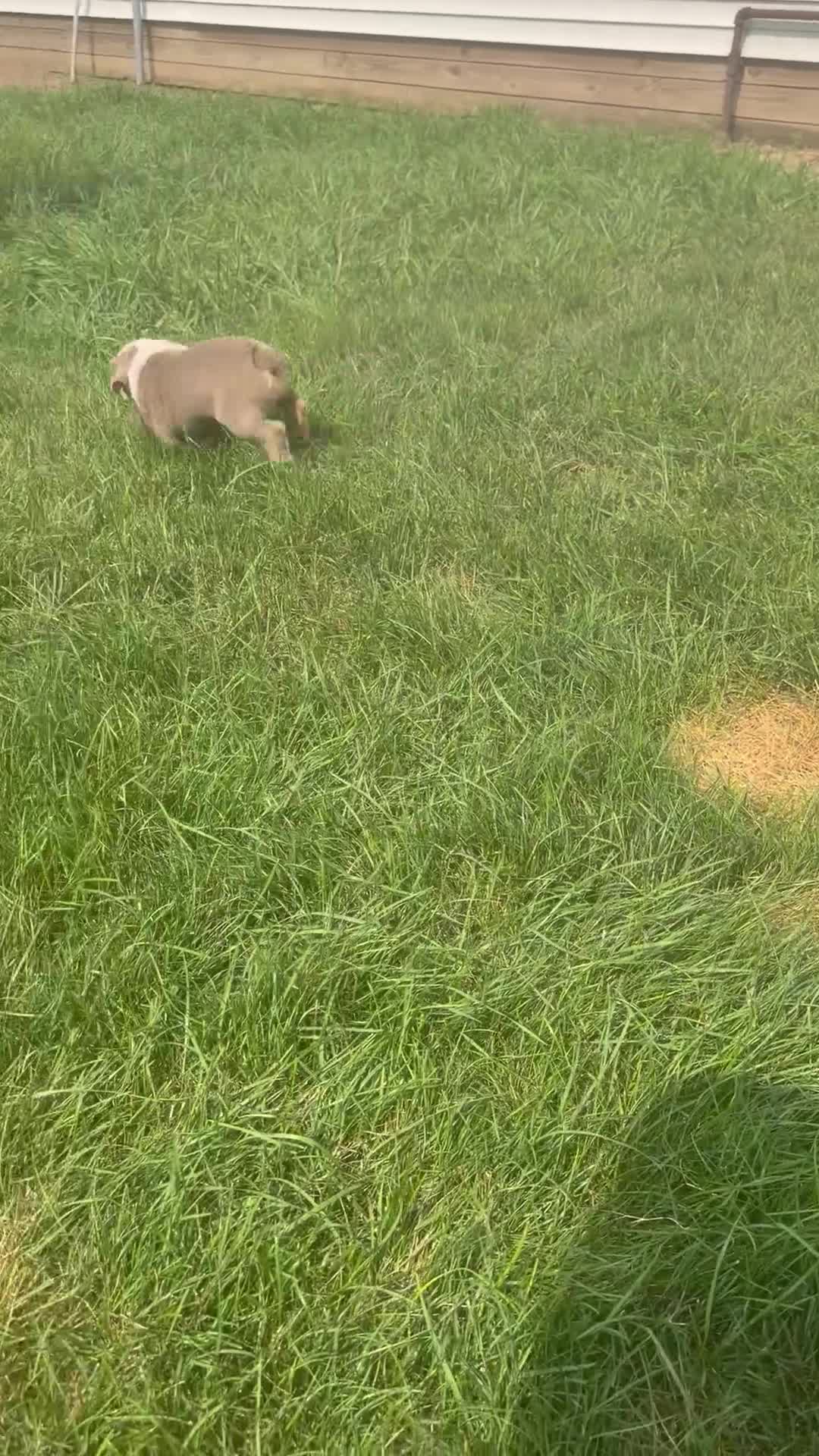 English Bulldog dogs for sale: Sampson - Video 1