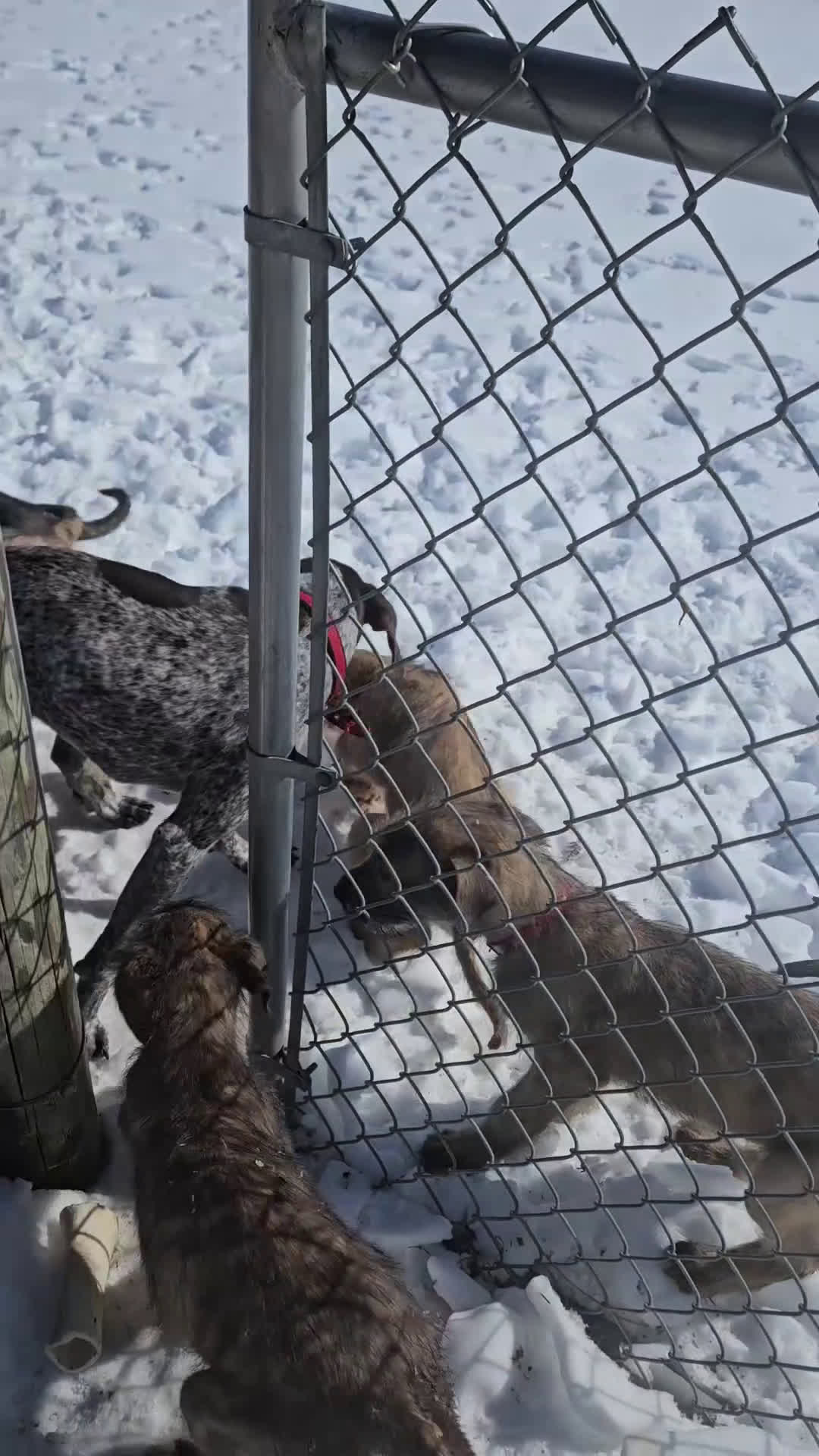 Irish Wolfhound dogs for sale: Irish Wolfhound Puppy 1 - Video 2