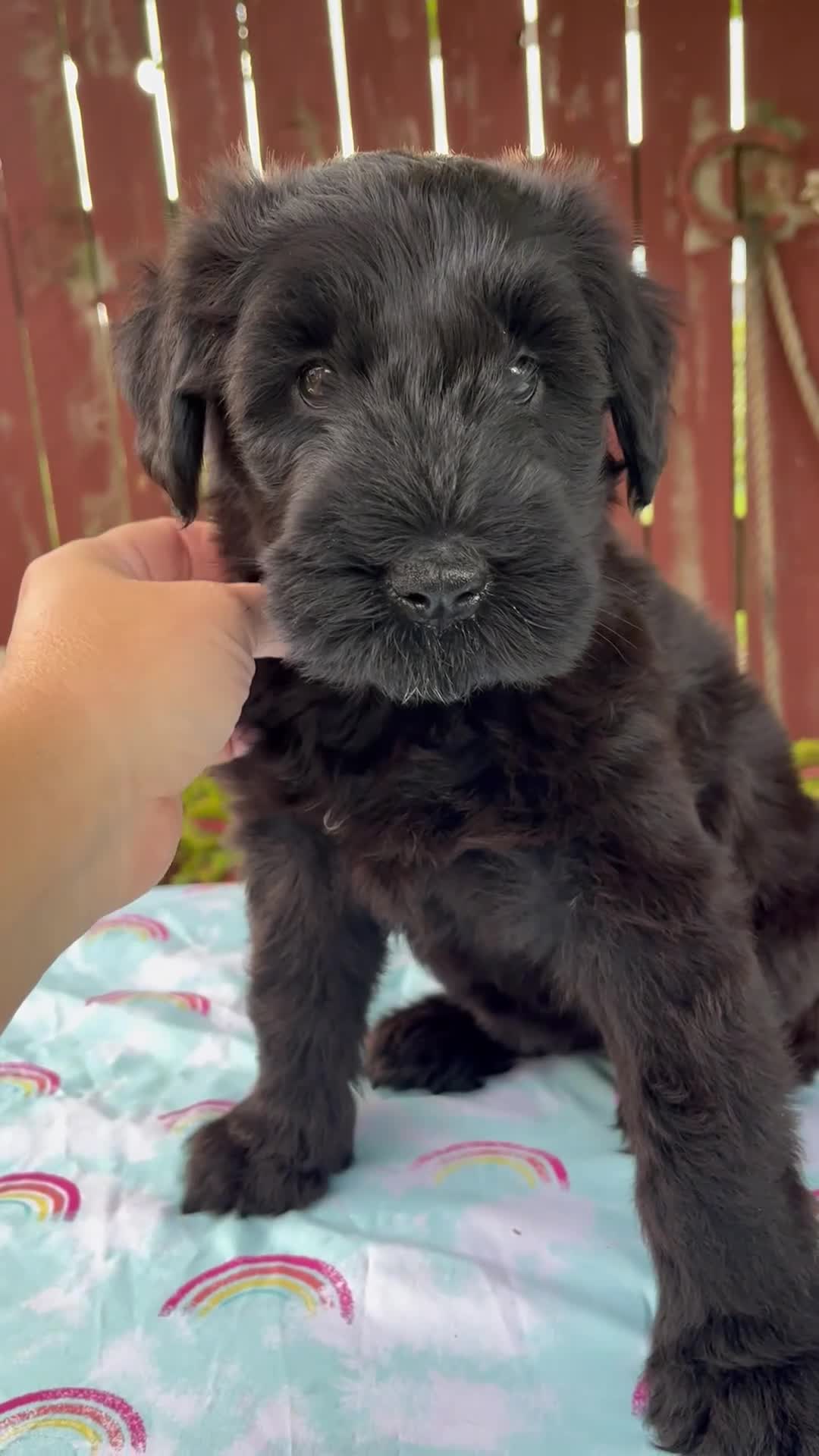 Giant Schnauzer dogs for sale: Lorraine - Video 1