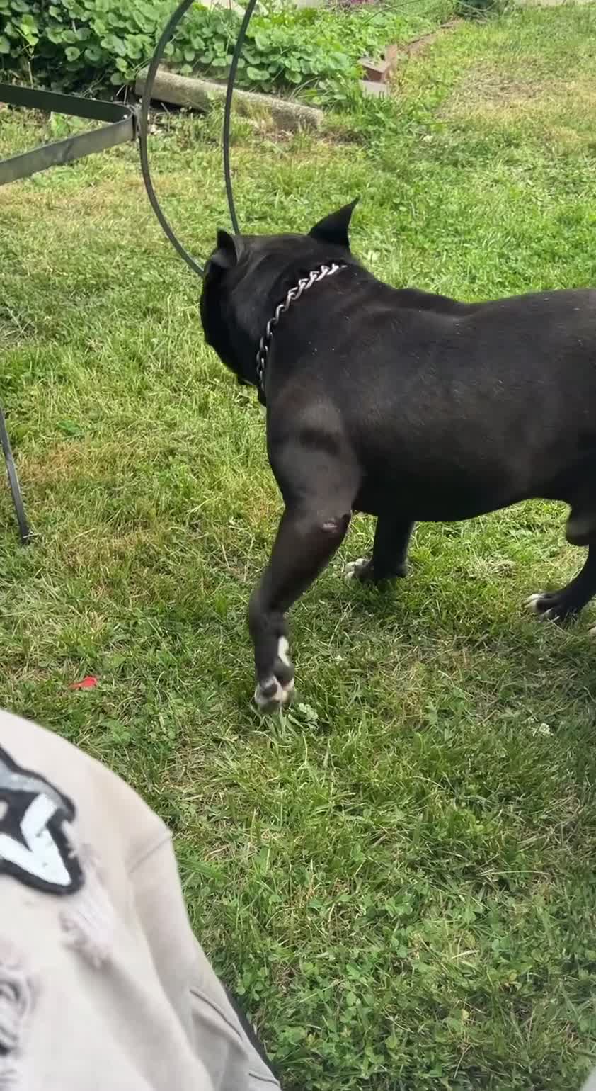American Bully dogs for stud: Bruno - Video 1