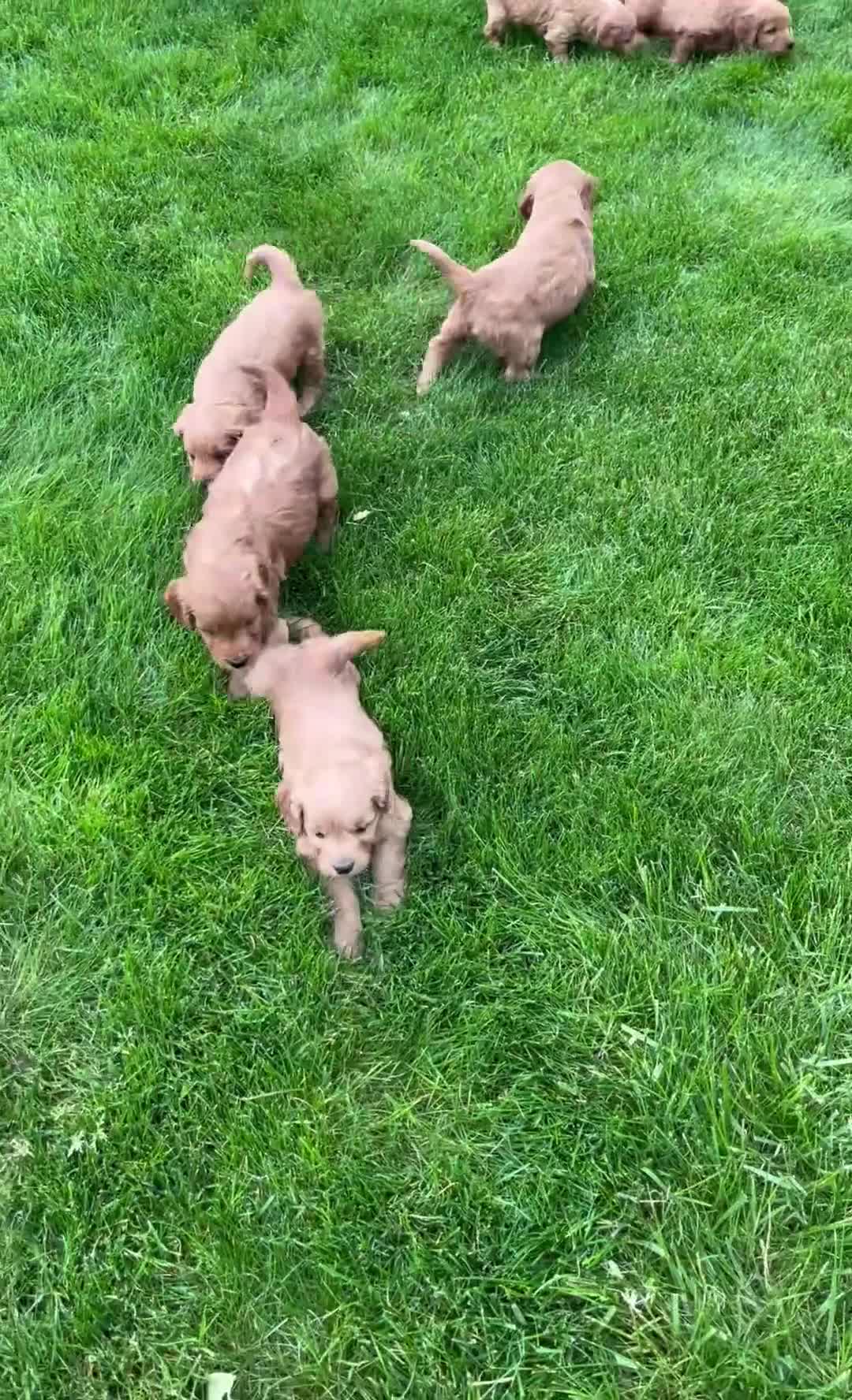 Mini Goldendoodle dogs for sale: Chief - Video 2