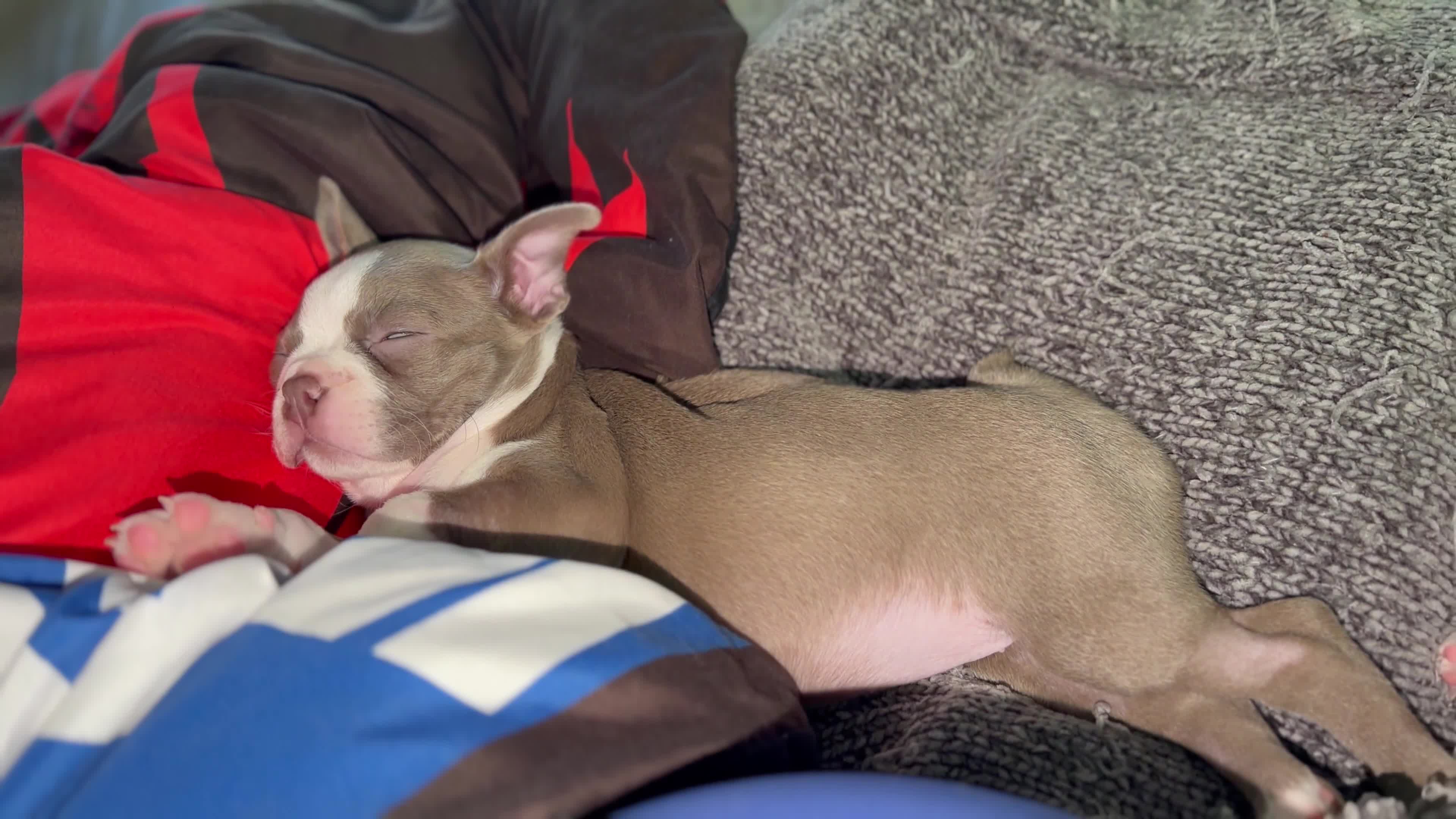 Boston Terrier dogs for sale: Canela  - Video 1