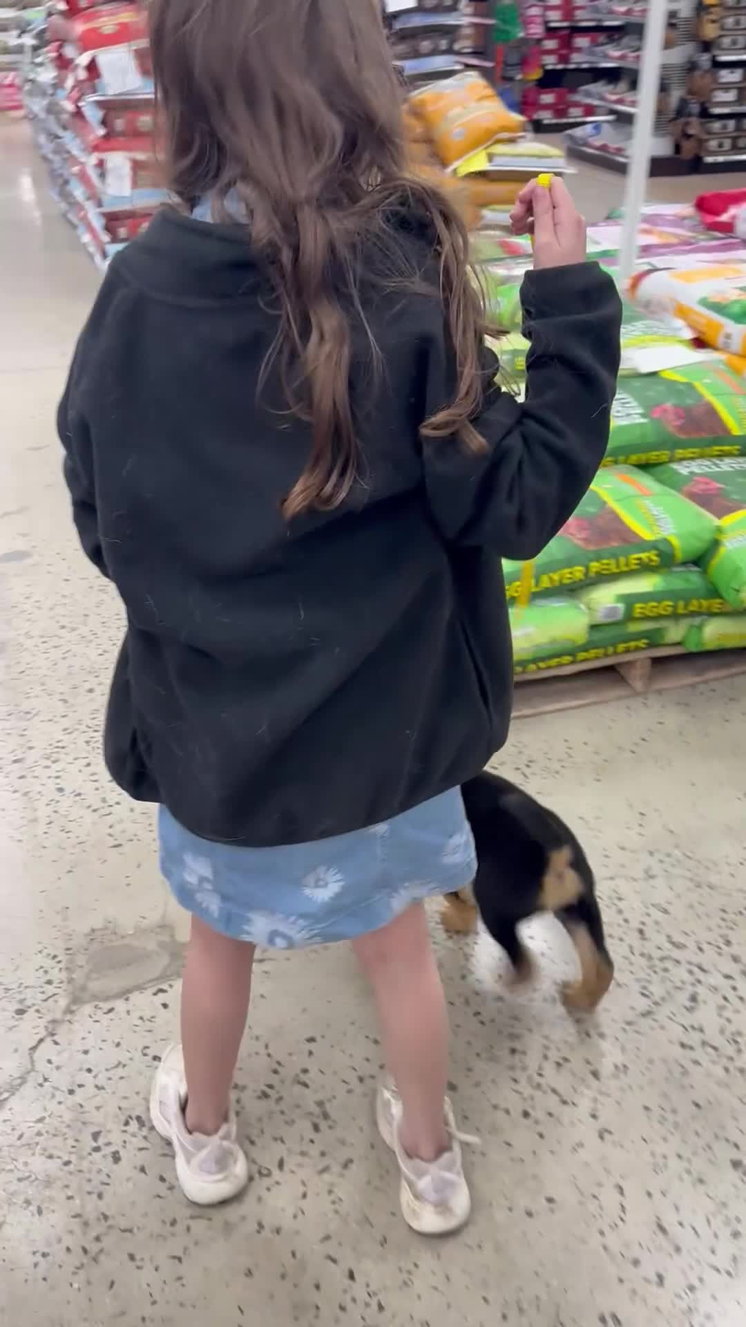 Mixed Breed dogs for sale: Yellow collar female  - Video 1