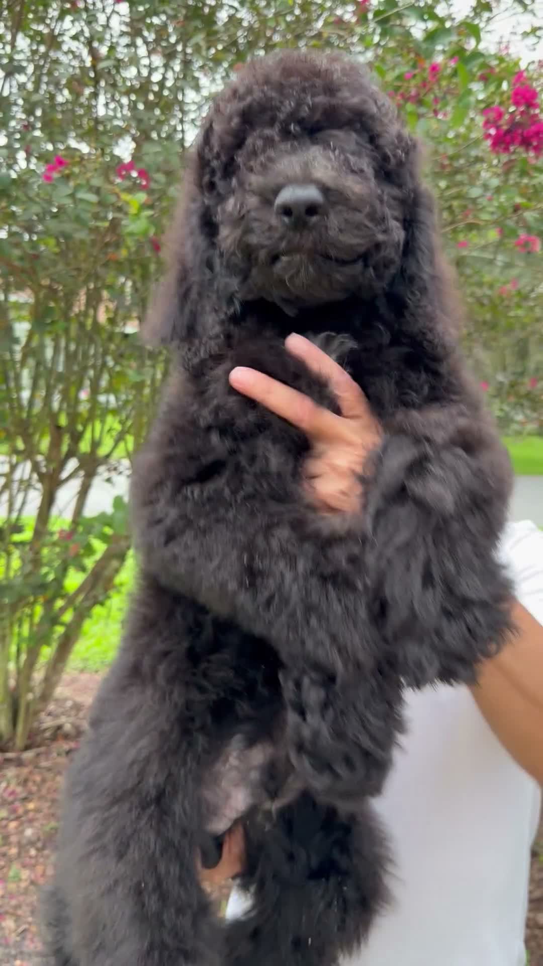 Goldendoodle dogs for sale: Sam - Video 1
