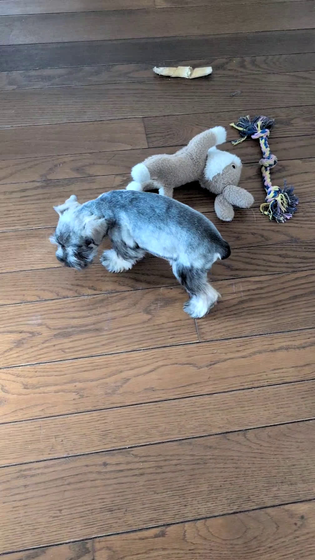Miniature Schnauzer dogs for sale: Bella - Video 1