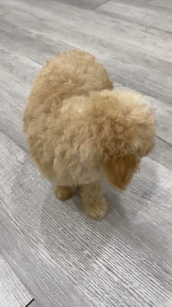Miniature Poodle dogs for sale: Buddy - Video 1