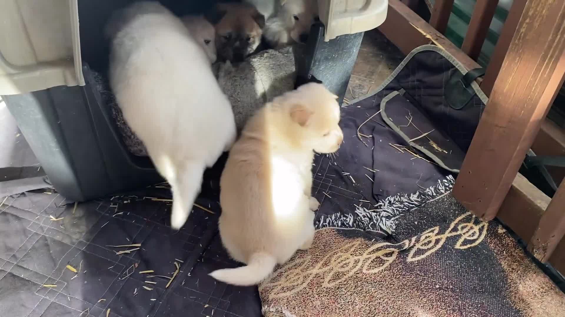 Mixed Breed dogs for sale: Chowsky puppy - Video 1