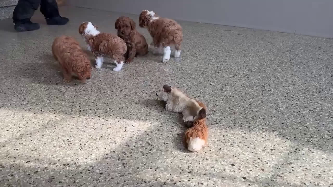 Miniature Poodle dogs for sale: Jace - Video 1