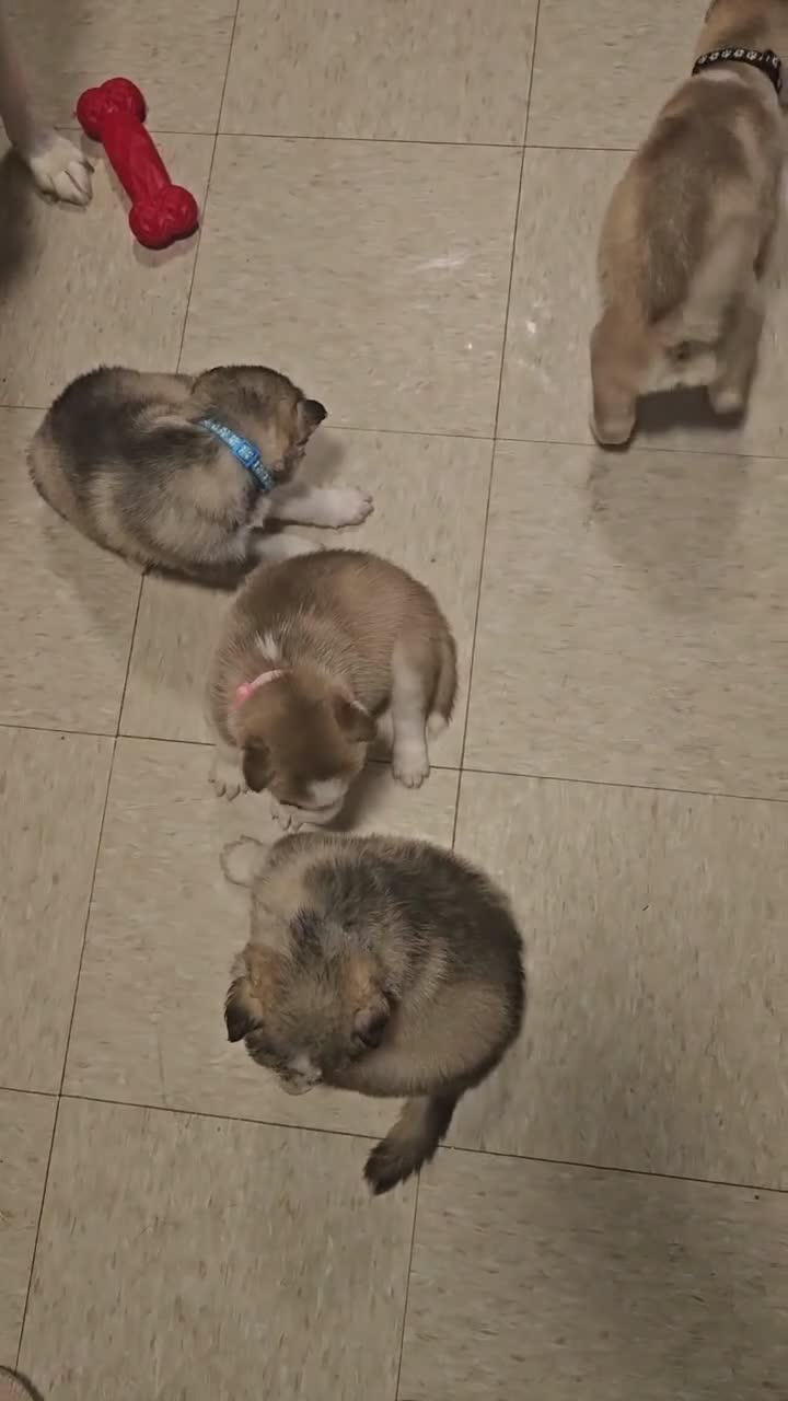 Siberian Husky dogs for sale: Niklaus - Video 1
