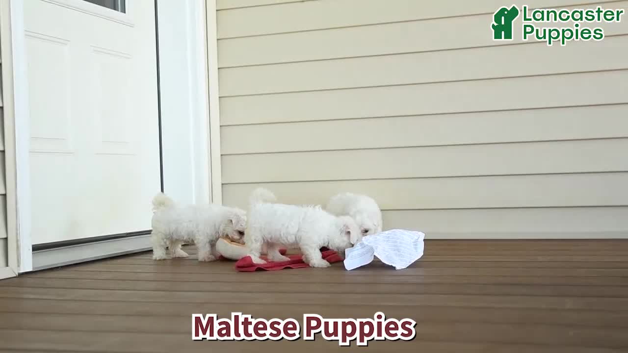 Maltese dogs for sale: Shane - Video 1