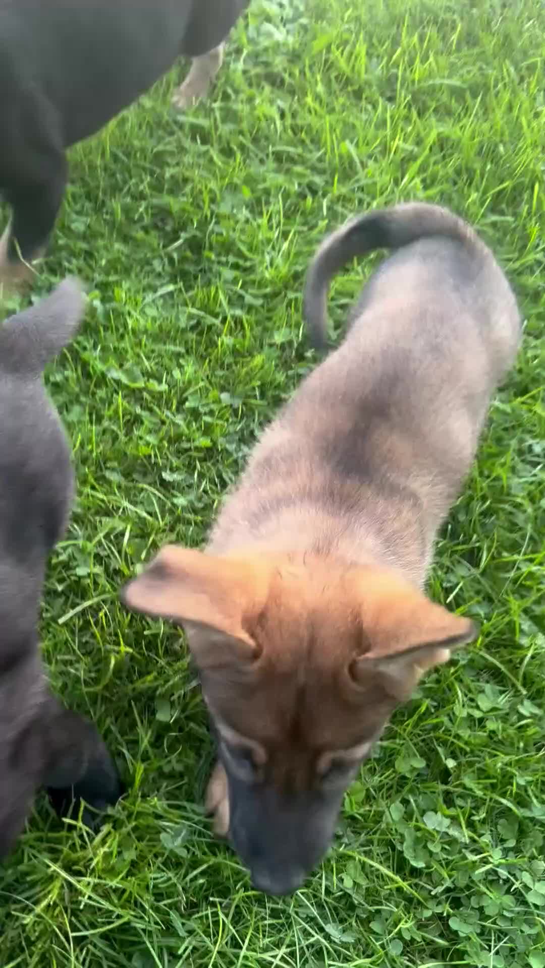 German Shepherd dogs for sale: Guinness - Video 1
