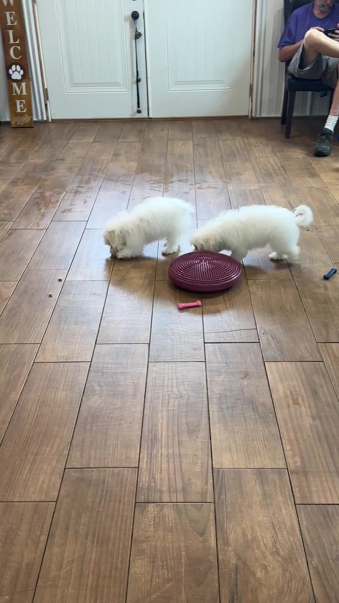 Bichon Frise dogs for sale: Huck - Video 2