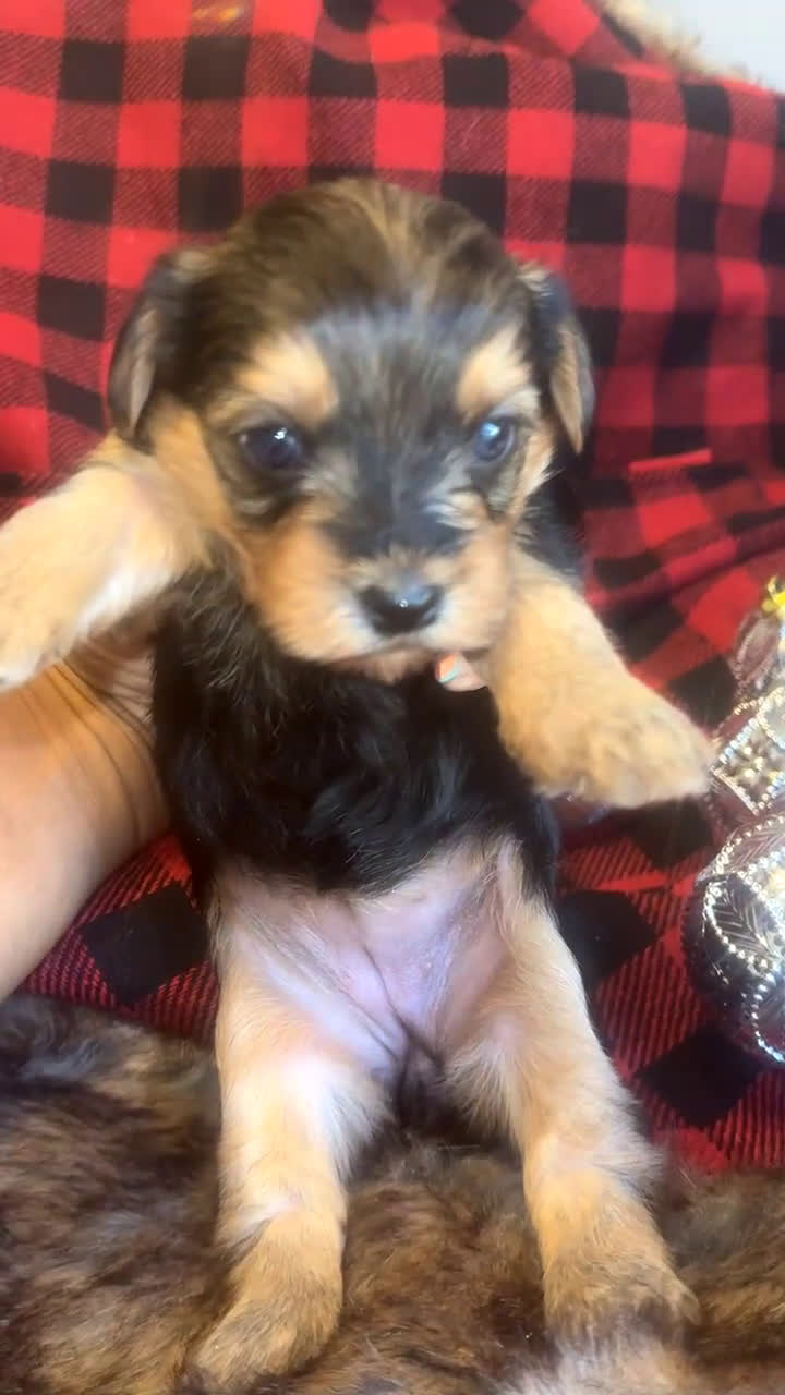 Yorkshire Terrier dogs for sale: Spice - Video 1