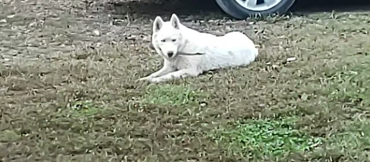Siberian Husky dogs for sale: Eve - Video 2