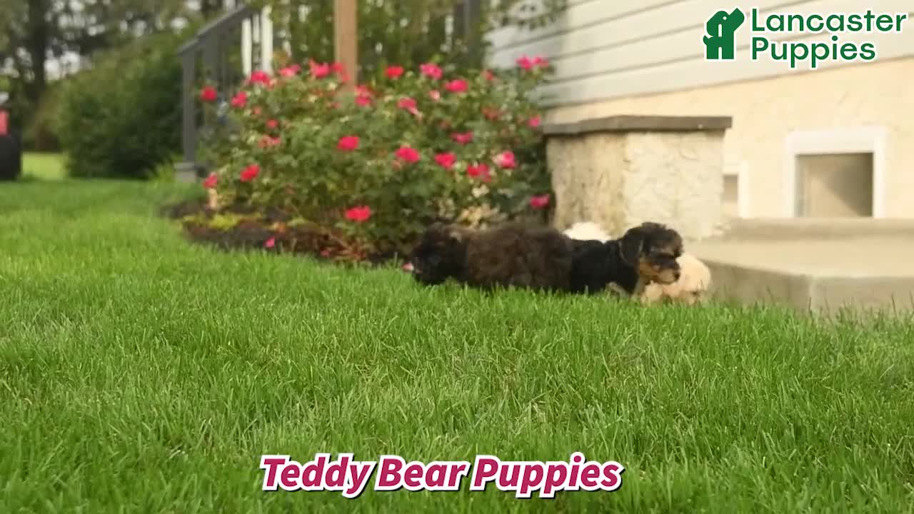 Mixed Breed dogs for sale: Alyssa  - Video 1