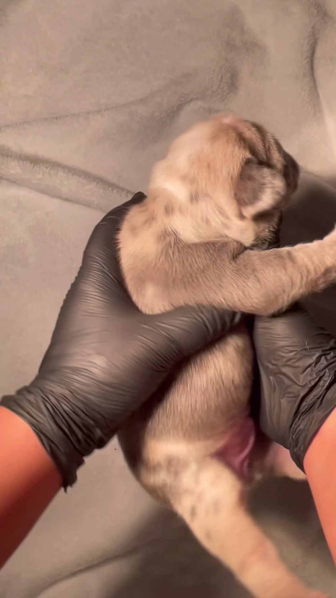 French Bulldog dogs for sale: Yuki - FEMALE - Video 1