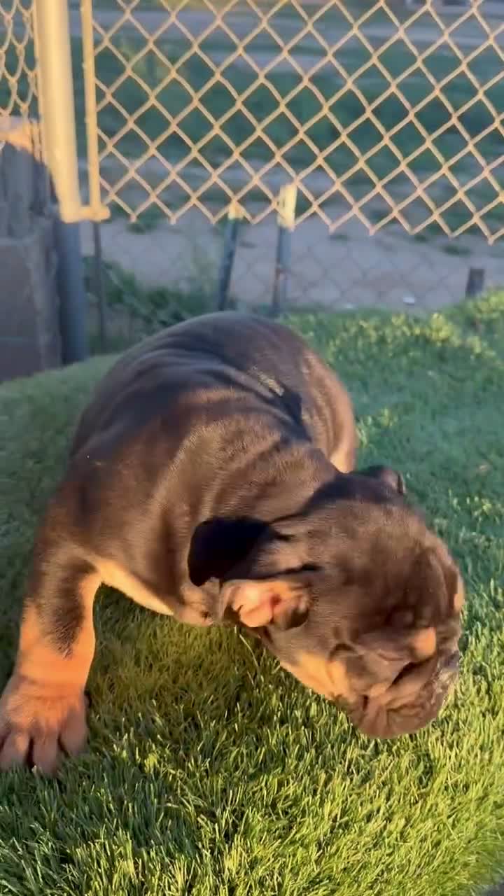 English Bulldog dogs for sale: KINGSTON – Black Tan Tri Loverboy in LA, CA - Video 1