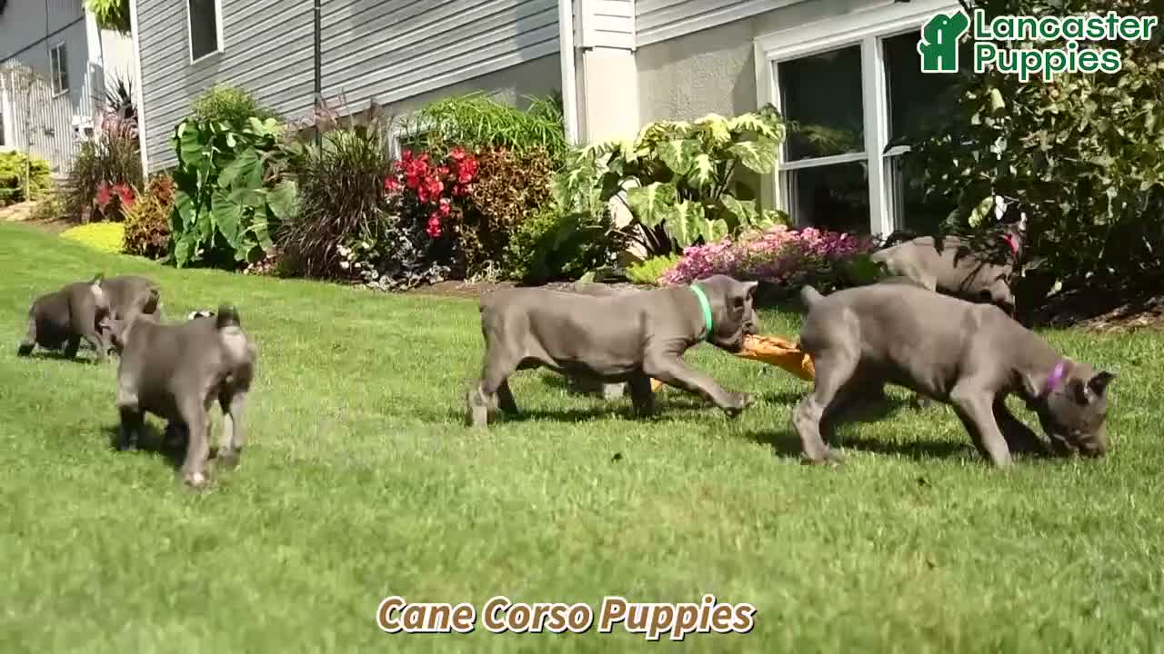 Cane Corso dogs for sale: Layla  - Video 1