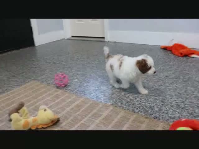 Mini Goldendoodle dogs for sale: Butler - Video 5
