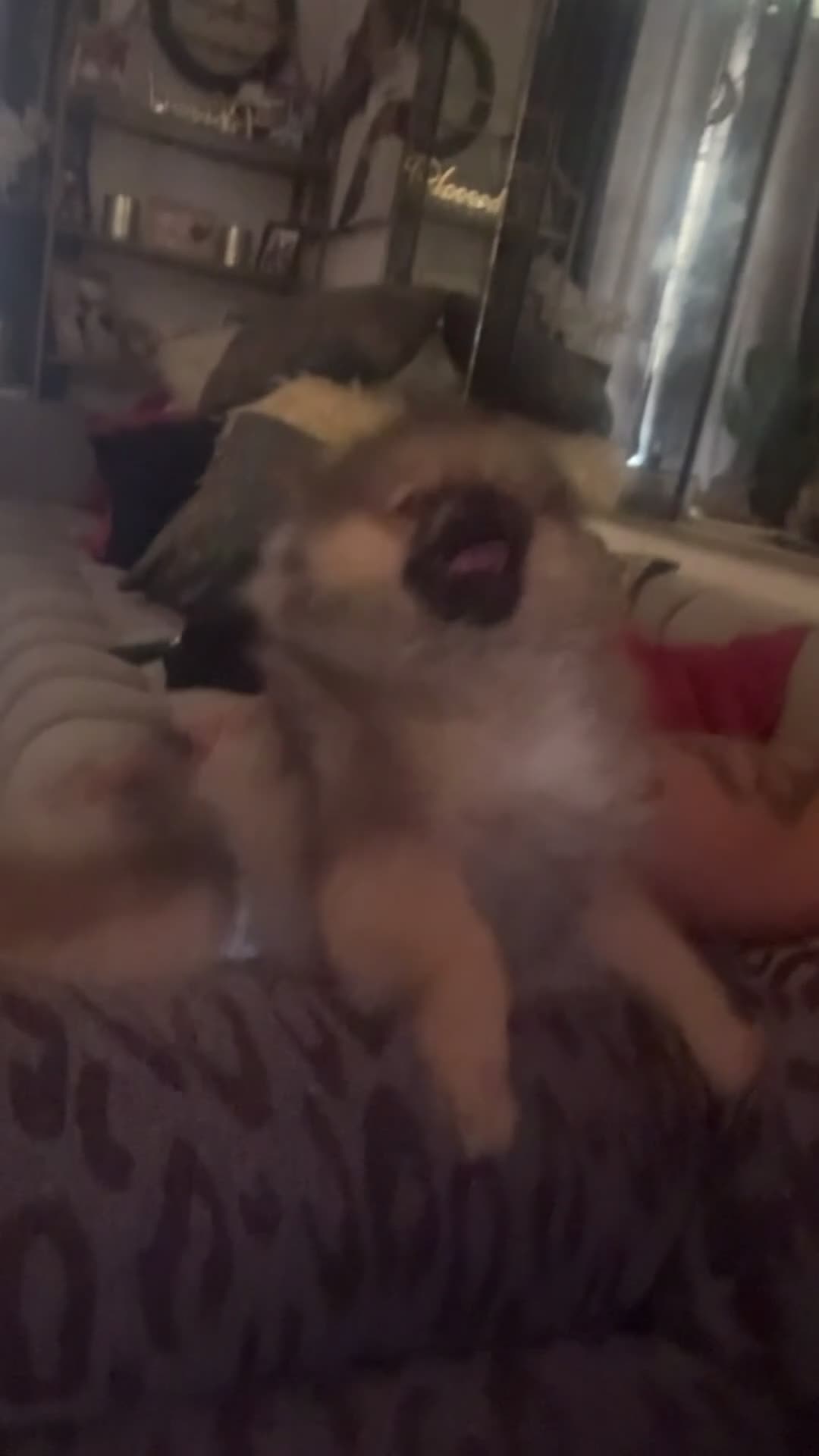 Pomeranian dogs for sale: Pomeranian Puppy 1 - Video 1