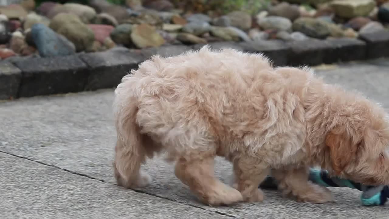 Maltipoo dogs for sale: Nellie - Video 1