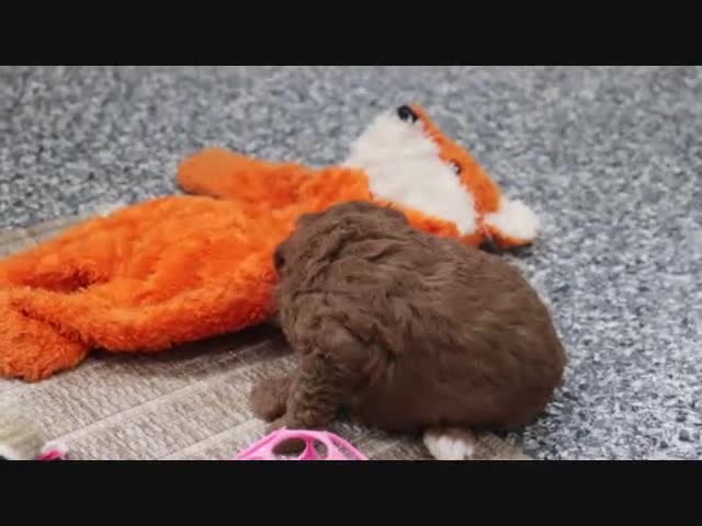 Mini Goldendoodle dogs for sale: Bouncer - Video 1