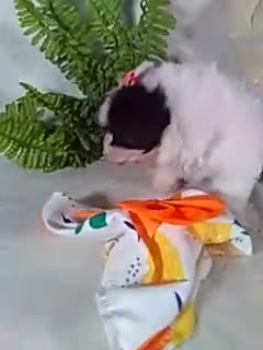 Teddy Bear dogs for sale: Cookie - Video 1