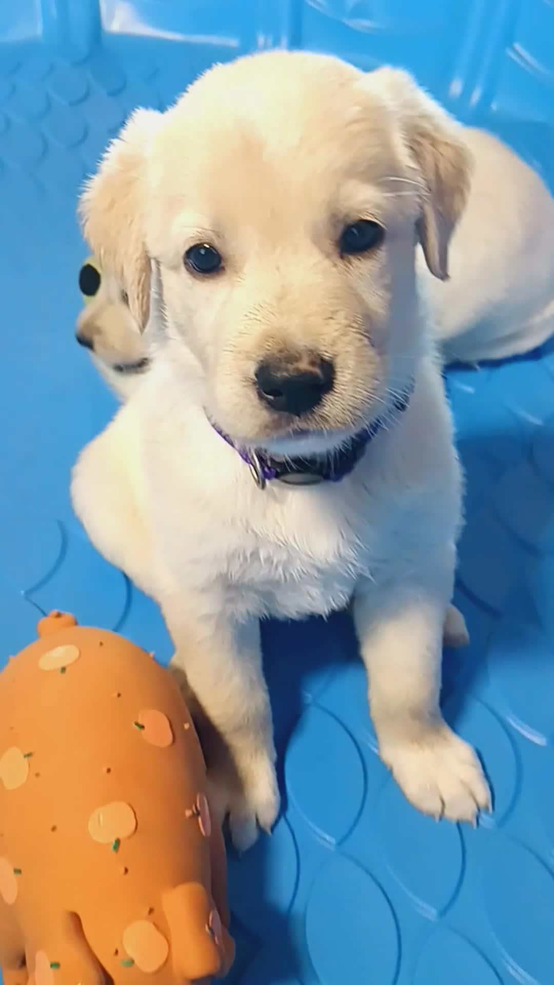 Golden Shepherd dogs for sale: Fancy  - Video 5